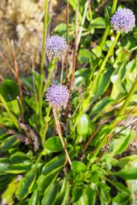 Globularia bisnagarica