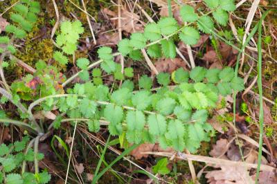 Poterium sanguisorba