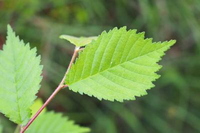 Ulmus minor