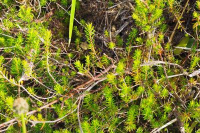 Erica vagans