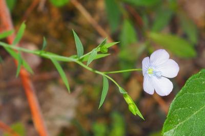 Linum usitatissimum subsp. angustifolium