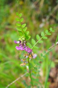 Vicia sepium