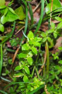 Cruciata laevipes