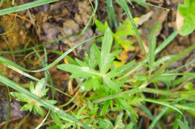 Ranunculus acris