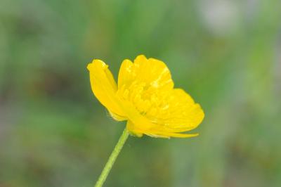Ranunculus acris