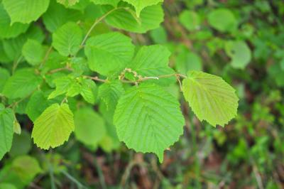 Corylus avellana