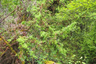 Juniperus communis