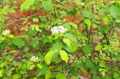 Cornus sanguinea