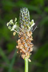 Plantago lanceolata