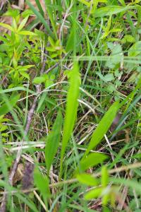 Plantago lanceolata