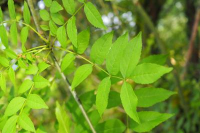 Fraxinus excelsior