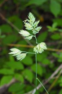 Dactylis glomerata