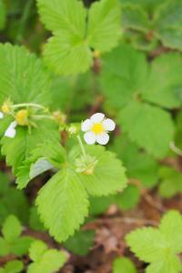 Fragaria vesca