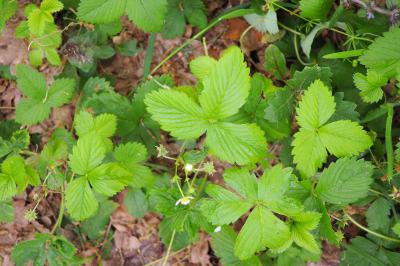 Fragaria vesca