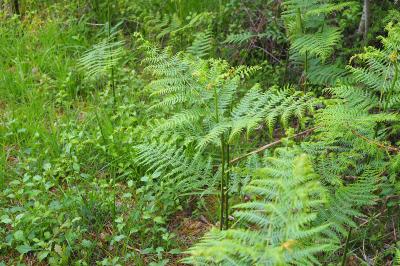 Pteridium aquilinum