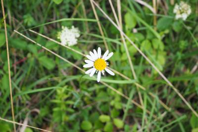 Leucanthemum vulgare