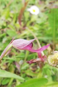 Serapias lingua
