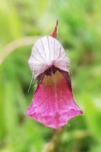 Serapias lingua
