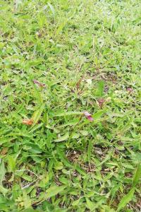 Serapias lingua