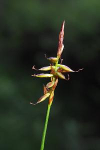Carex pulicaris