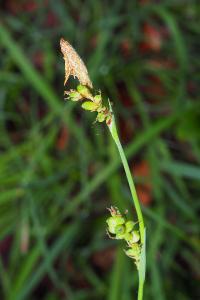 Carex panicea