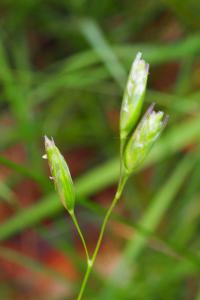 Danthonia decumbens
