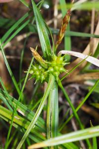 Carex demissa