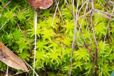 Sphagnum