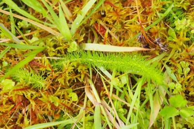 Trocdaris verticillatum