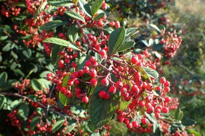 Cotoneaster coriaceus