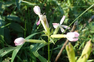 Saponaria officinalis