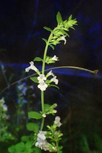 Clinopodium nepeta
