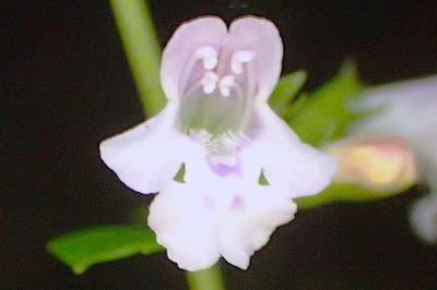 Clinopodium nepeta