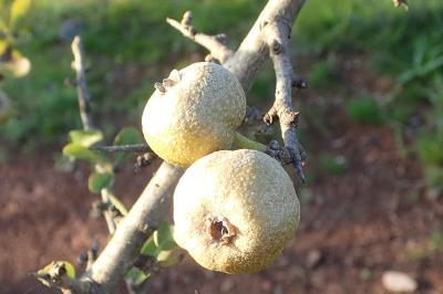 Pyrus spinosa