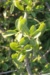 Pyrus spinosa