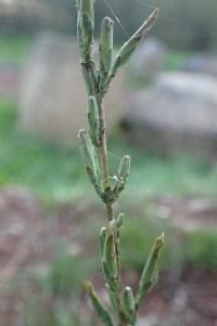 Lactuca viminea