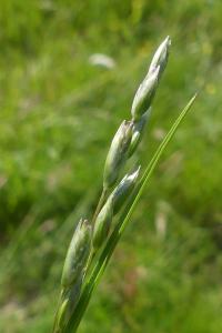Danthonia decumbens