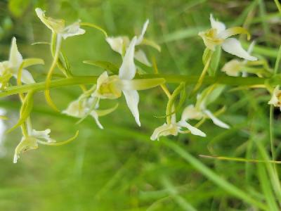 Platanthera chlorantha