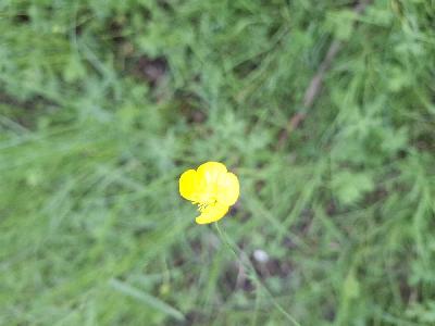 Ranunculus acris