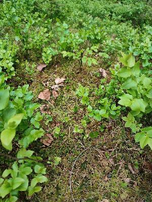 Neottia cordata
