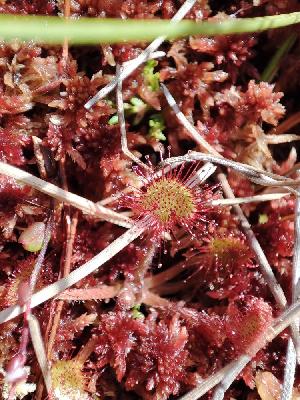 Drosera rotundifolia