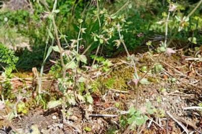 Campanula erinus
