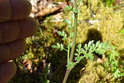 Scrophularia canina