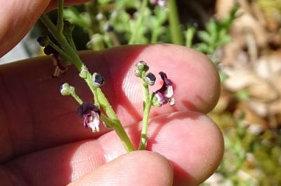 Scrophularia canina