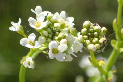 Ionopsidium glastifolium