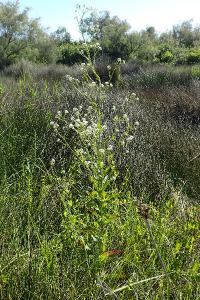 Ionopsidium glastifolium
