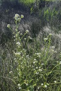 Ionopsidium glastifolium
