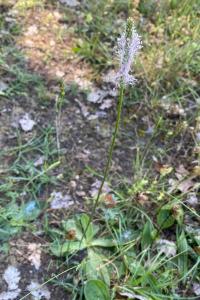 Plantago media