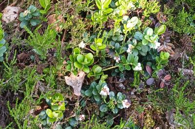 Vaccinium vitis-idaea