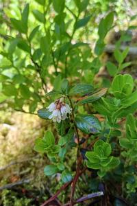 Vaccinium vitis-idaea